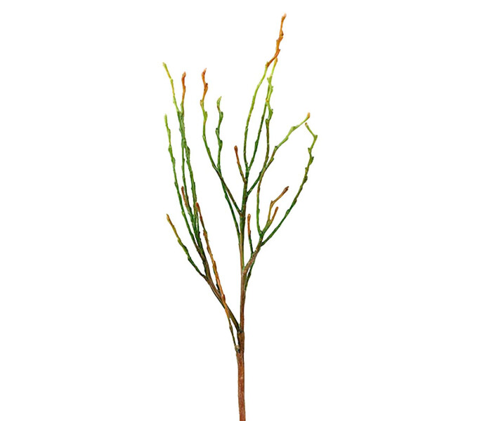 8416 90 mr plant tekokukka oksa varpu varvun oksa kuva