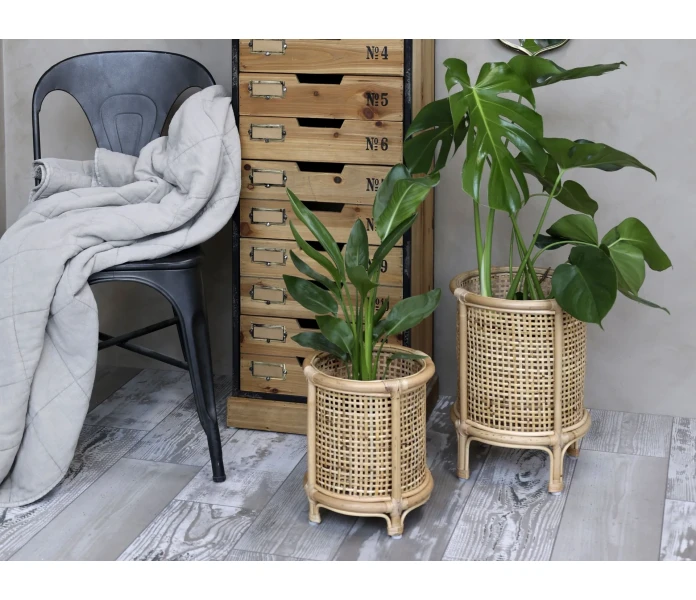 65068800 01 chic antique rottinki rottinkinen suojaruukku suojakori kori kasville ruukkukasville huonekasville viherkasville kuva