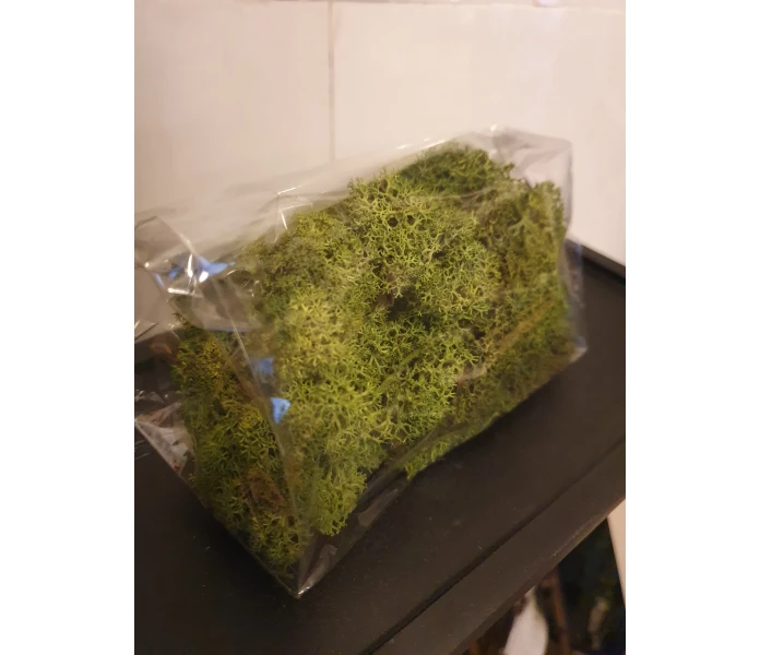 a lot dekoration sammal vihrea kuva