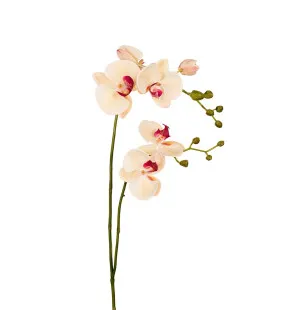 Mr Plant orkidea vaaleankeltainen / punainen 100 cm kuva