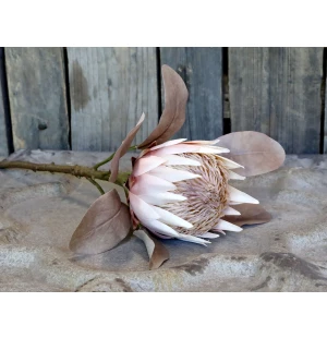 Chic Antique koristekukka protea 66 cm kuva